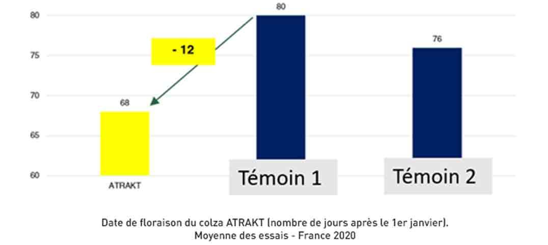 Colza Cérience Atrakt