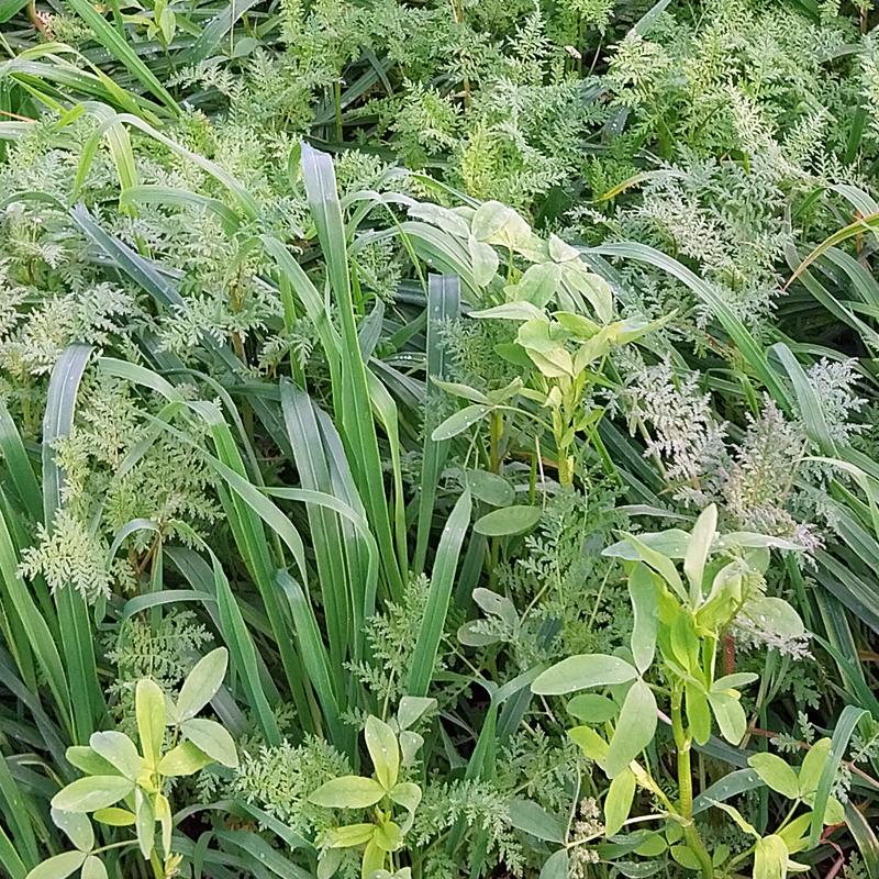 Couvert d'interculture Chlorofiltre Fertile